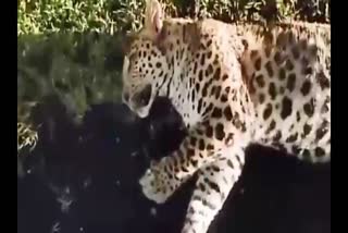 leopard died on the spot