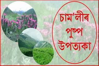 চাম'লীৰ পুষ্প উপত্যকা দেখিছেনে ?