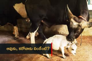 worlds-smallest-cow