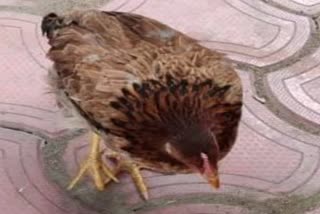 FIR registered for hitting hen chicks while eating grains in Khargone