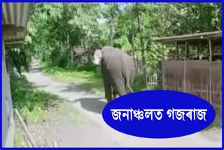 Wild Elephant free roam in Majuli