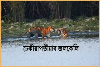 rare-visual-of-two-royal-bengal-tiger-at-kaziranga-national-park