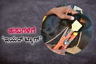 ಹಸುಗಳಿಗೆ 'ಇಯರ್ ಟ್ಯಾಗ್' ಅಳವಡಿಕೆ ಕಾರ್ಯ