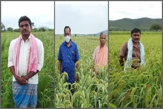 bellary-farmers-now-interested-to-sowing-cereal-crop