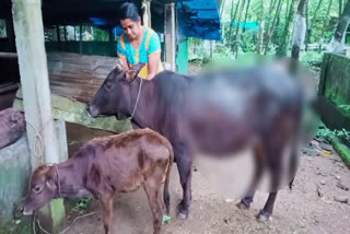 acid attack on cattle  acid attack on cattle news  eranakulam cattle acid attack  കന്നുകാലികളുടെ ദേഹത്ത് ആസിഡ് ഒഴിച്ചു  കന്നുകാലികളുടെ ദേഹത്ത് ആസിഡ് ഒഴിച്ച വാർത്ത  കന്നുകാലികളെ ആസിഡൊഴിച്ച് പൊള്ളിച്ചു