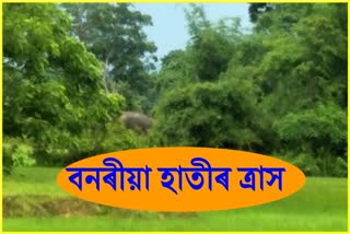 Wild elephant infestation in Samguri, Nagaon District