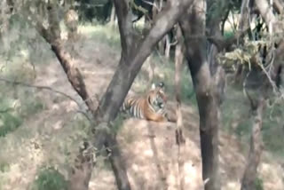 बाघ एसटी-6,  बाघ बीमार , एनक्लोजर में बाघ, tiger sick , tiger is in enclosure,  Sariska Tiger Project  alwar news