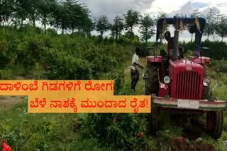farmer destroyed Pomegranate crops in ballary