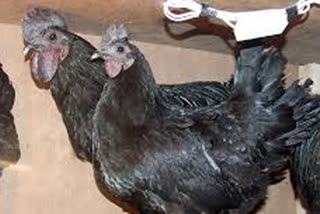 'Kadaknath' therapy  post-COVID-19 patients  COVID-19, Kadaknath  Chicken Kadaknath  Madhya Pradesh  ICMR  Krishi Vigyan Kendra  kadaknath chickens  international journal  MP's Krishi Vigyan Kendra  'Kadaknath' therapy for post COVID recovery  'കദക്‌നാഥ് ചികിത്സ'; ശുപാർശയുമായി മധ്യപ്രദേശ് കൃഷി വിഗ്യാന്‍ കേന്ദ്ര  കദക്‌നാഥ് ചികിത്സ  കൃഷി വിഗ്യാന്‍ കേന്ദ്ര  ഐസിഎംആർ