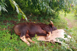 Wild bull rest, Wild bull rest in City, Wild bull rest in City at Belagavi, Belagavi news, ಕಾಡಿನಿಂದ ನಾಡಿಗೆ ಬಂದ್ ಕಾಡುಕೋಣ, ಬೆಳಗಾವಿಯಲ್ಲಿ ಕಾಡಿನಿಂದ ನಾಡಿಗೆ ಬಂದ್ ಕಾಡುಕೋಣ, ಕಾಡಿನಿಂದ ನಾಡಿಗೆ ಬಂದ್ ಕಾಡುಕೋಣ ವಿಶ್ರಾಂತಿ,