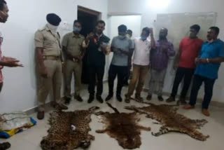 6 smugglers arrested with skins of 4 leopards and a tiger in gariyaband