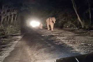 erode elephant roming at road