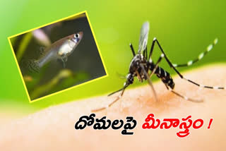 gambusia fishes growth in ghmc primacies