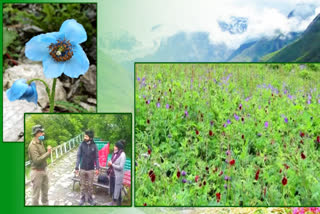 valley of flowers