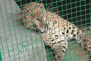 leopard rescued from stepwell in una