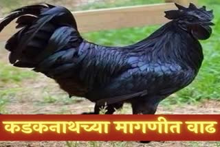 immunity booster Kadarnath  chicken