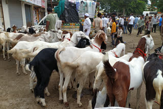 A one-day goat market in view of Eid-ul-Adha in Malegaon