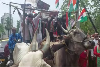 Congress workers collapsed when bullock cart broke down during agitation