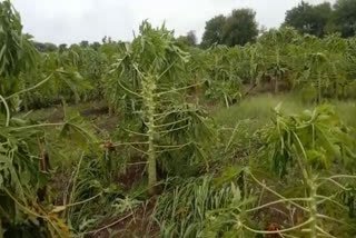papaya plants destroyed due to heavy rain in vijayapura