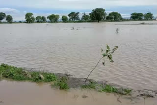 Heavy rains hit Daryapur taluka in amravati district