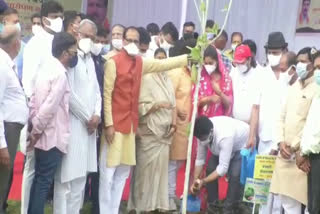 CM Shivraj planted saplings