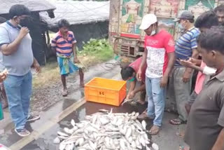 police seized 1 ton of small hilsa in Kakdwip south 24 pargana