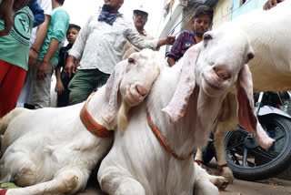 1.25 lakh is the price of a goat named sultan in indore