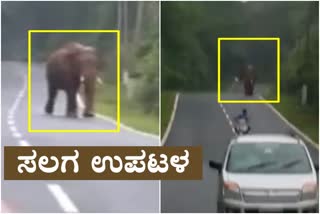 elephant came to the road