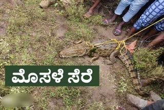 Crocodile captured from the lake