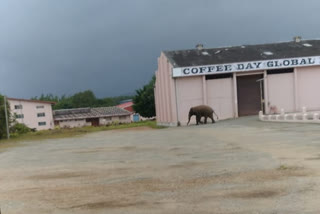 Elephant found, Elephant found in  Late Siddharth Hegde Coffee Day Company, Chikkamagaluru news, ಕಾಡಾನೆ ಪ್ರತ್ಯಕ್ಷ, ದಿವಂಗತ ಸಿದ್ದಾರ್ಥ್ ಹೆಗಡೆ ಕಾಫಿ ಡೇ ಕಂಪನಿಯಲ್ಲಿ ಕಾಡಾನೆ ಪ್ರತ್ಯಕ್ಷ