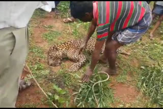 Leopard death, Leopard death in Mandya, Mandya news, ಚಿರತೆ ಸಾವು, ಮಂಡ್ಯದಲ್ಲಿ ಚಿರತೆ ಸಾವು, ಮಂಡ್ಯ ಸುದ್ದಿ,