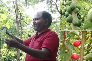 cultivation limited space ernakulam news  varghese kothamangalam news  agriculture varghese kothamangalam news  model cultivation varghese news  fruits and herbs farming news  പഴങ്ങളും ഔഷധ സസ്യങ്ങളും വാർത്ത  അഞ്ച് സെന്‍റ് വർഗ്ഗീസ് വാർത്ത  വർഗ്ഗീസ് കോതമംഗലം വാർത്ത