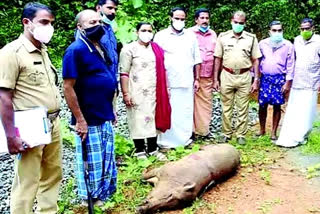 വീട്ടമ്മയെ ആക്രമിച്ച കാട്ടുപന്നിയെ വെടിവച്ചു കൊന്നു  കാട്ടുപന്നിയെ വെടിവച്ചു കൊന്നു  കാട്ടുപന്നി ആക്രമണം  ഡിഎഫ്ഒ  പത്തനംതിട്ടയില്‍ കാട്ടുപന്നി ആക്രമണം  Wild boar killed in Pathanamthitta  wild boar attack  forest department  DFO