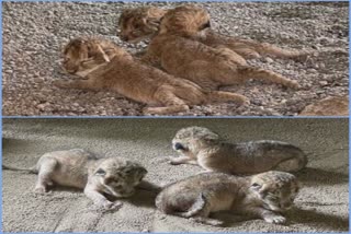 અરે વાહ, જુનાગઢના સક્કરબાગ પ્રાણી સંગ્રહાલય (Sakkarbagh Zoo)માં વધુ ત્રણ સિંહ બાળનો જન્મ