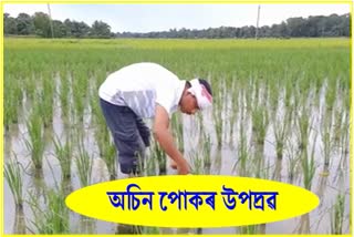 insect infestation in paddy Field Tingkhang, Dibrugarh District