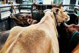 illegal cattle trader caught in lamding while cattle preservation bill 2021 making controversy across state