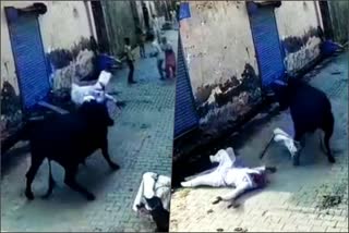 panipat bull attack video