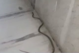 snake in mahakal temple