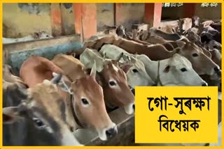 assam-cm-introduces-bill-to-ban-cow-slaughter-check-cattle-smuggling