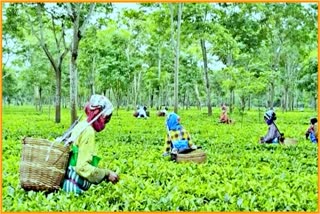 Coal shortage in tea factory