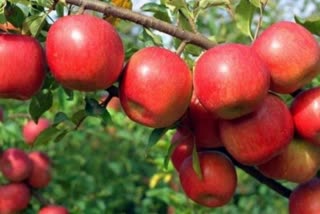Apple production in Himachal, हिमाचल में सेब का उत्पादन