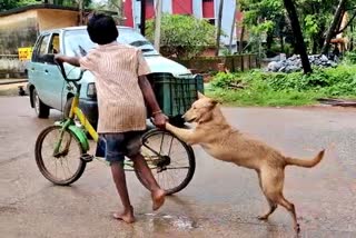 a-boy-helped-dog-to-cross-road-video-viral