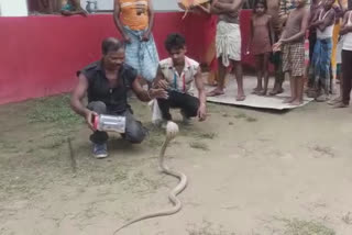 किशनगंज में 42 बच्चों के साथ इस घर से निकला कोबरा