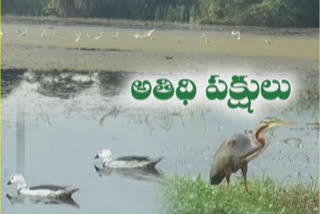 Siberian birds at ananthapur distrcit