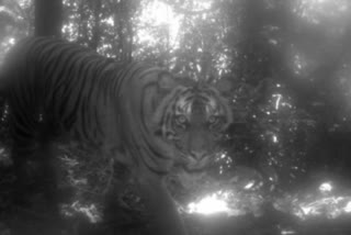 2 killed, 1 injured in tiger attack in UP's Pilibhit