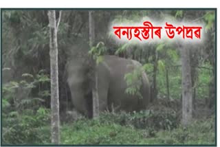 elephant attacked at Numaligarh