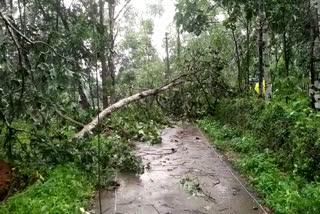 ചുഴലിക്കാറ്റ് വാര്‍ത്ത  ചുഴലിക്കാറ്റ് കുന്നത്തുനാട് വാര്‍ത്ത  കുന്നത്തുനാട് ചുഴലിക്കാറ്റ് വാര്‍ത്ത  ചുഴലിക്കാറ്റ് കുന്നത്തുനാട് നാശനഷ്‌ടം വാര്‍ത്ത  കുന്നത്തുനാട് ചുഴലിക്കാറ്റ് നാശനഷ്‌ടം വാര്‍ത്ത  cyclone kunnathunad news  cyclone kunnathunad  kunnathunad cyclone latest news  cyclone extensive damage kunnathunad news