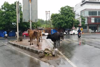 north mcd new policy for stray animals
