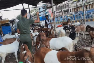 lockdown bad impact on cattle market in north 24 pgs