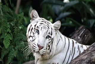 white-tiger